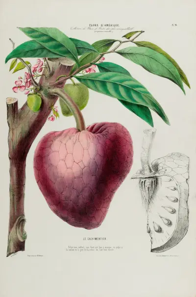 Flore d’Amérique, tecknad efter naturen på plats Pl.046 av Etienne Denisse