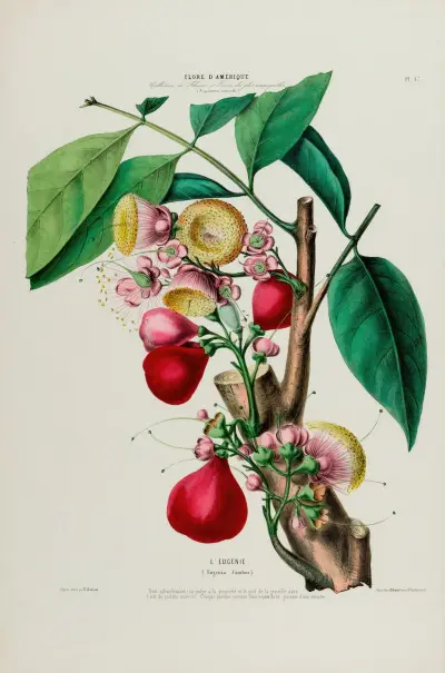 Flore d’Amérique, dessinée d’après nature sur les lieux Pl.047 av Etienne Denisse