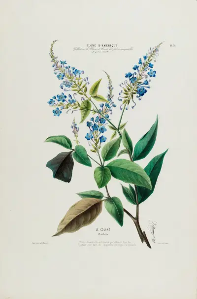 Flore d’Amérique, dessinée d’après nature sur les lieux Pl.050 av Etienne Denisse