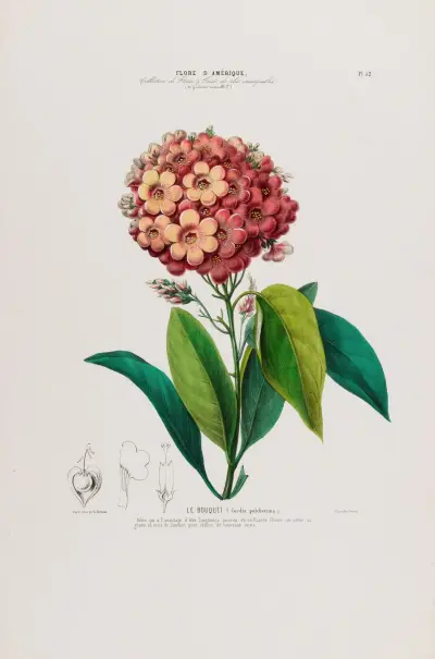 Flore d’Amérique, dessinée d’après nature sur les lieux Pl.052 av Etienne Denisse