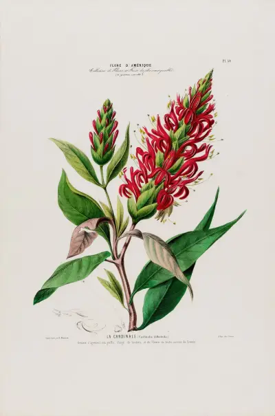 Flore d’Amérique, dessinée d’après nature sur les lieux Pl.054 av Etienne Denisse