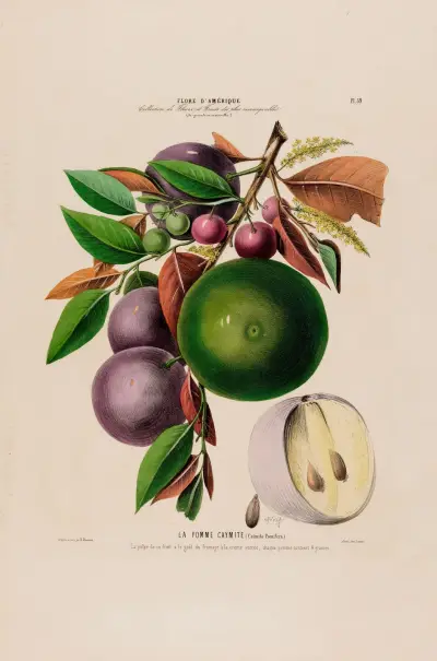 Flore d’Amérique, dessinée d’après nature sur les lieux Pl.059 av Etienne Denisse