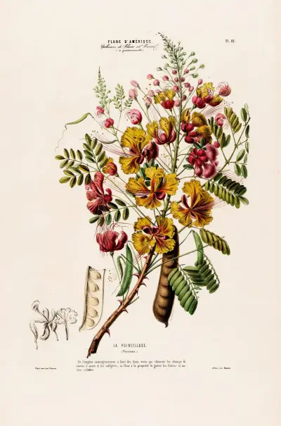 Flore d’Amérique, tecknad efter naturen på plats Pl.062 av Etienne Denisse
