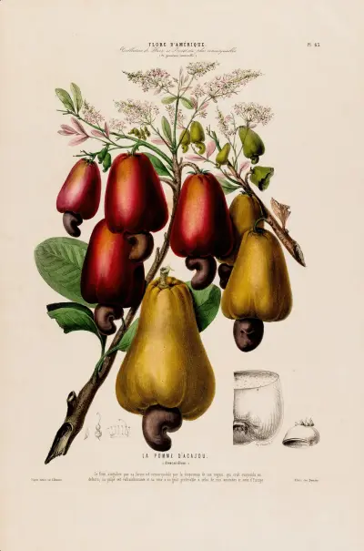 Flore d’Amérique, tecknad efter naturen på plats, plansch 63 av Etienne Denisse