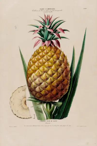 Flore d’Amérique, dessinée d’après nature sur les lieux Pl.064 av Etienne Denisse