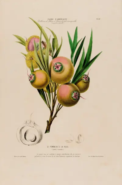 Flore d’Amérique, tecknad efter naturen på plats, plansch 67 av Etienne Denisse
