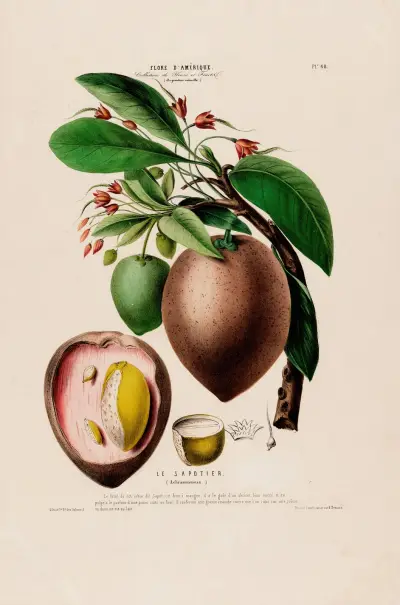 Flore d’Amérique, dessinée d’après nature sur les lieux Pl.068 av Etienne Denisse