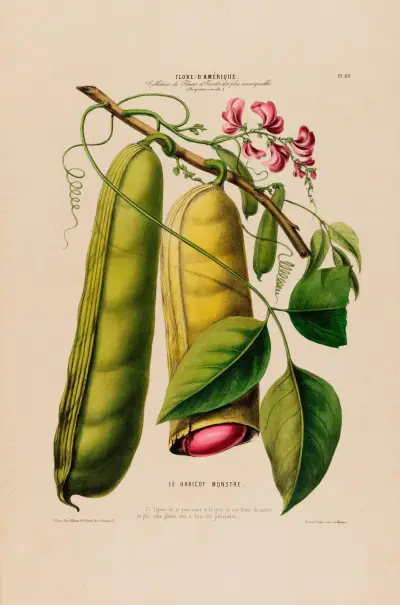 Flore d’Amérique, dessinée d’après nature sur les lieux Pl.069 av Etienne Denisse