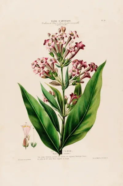 Flore d’Amérique, tecknad efter naturen på plats Pl.070 av Etienne Denisse