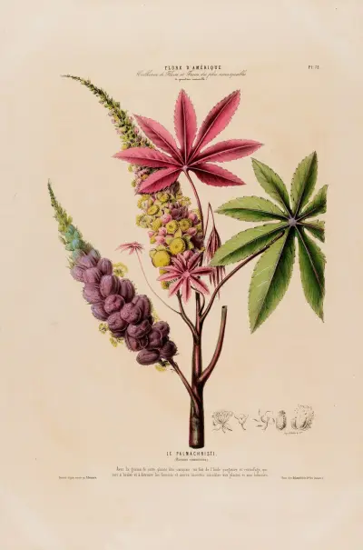 Flore d’Amérique, dessinée d’après nature sur les lieux Pl.072 av Etienne Denisse