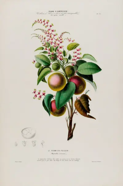 Flore d’Amérique, dessinée d’après nature sur les lieux Pl.073 av Etienne Denisse