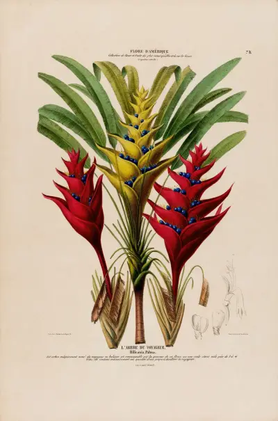 Flore d’Amérique, dessinée d’après nature sur les lieux Pl.075 av Etienne Denisse