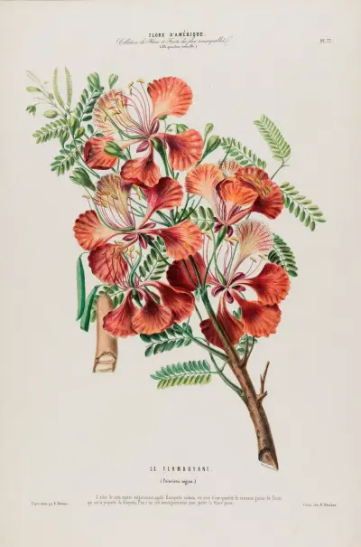 Flore d’Amérique, dessinée d’après nature sur les lieux Pl.077 av Etienne Denisse