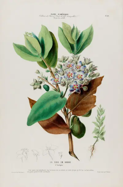 Flore d’Amérique, dessinée d’après nature sur les lieux Pl.080 av Etienne Denisse