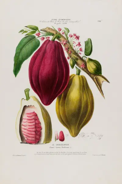 Fransk flora, tecknad efter naturen på plats Pl.082 av Etienne Denisse