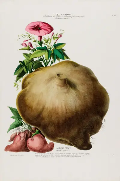Flore d’Amérique, dessinée d’après nature sur les lieux Pl.085 av Etienne Denisse