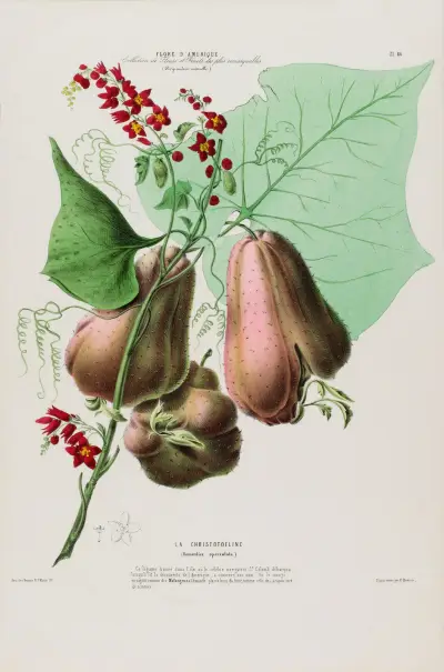 Flore d’Amérique, tecknad efter naturen på platsen, plansch 086 av Etienne Denisse