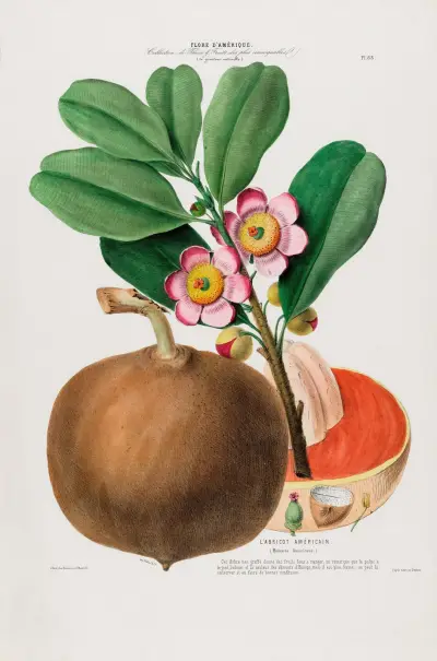 Flore d’Amérique, dessinée d’après nature sur les lieux Pl.088 av Etienne Denisse
