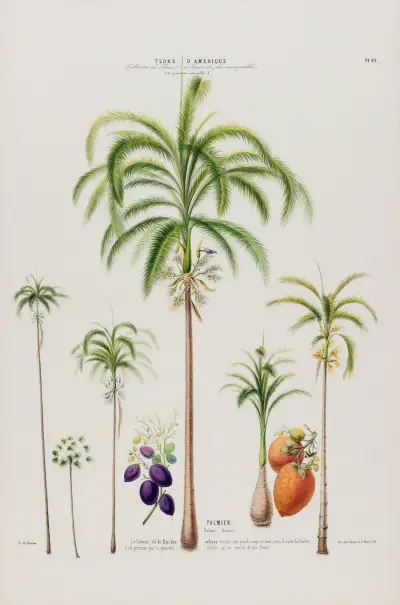 Flore d’Amérique, tecknad efter naturen på plats Pl.089 av Etienne Denisse