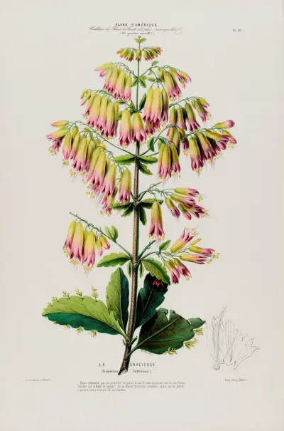 Flore d’Amérique, dessinée d’après nature sur les lieux Pl.090 av Etienne Denisse