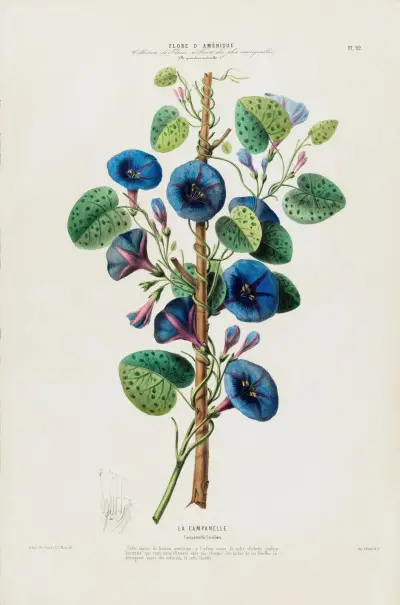 Flore d’Amérique, dessinée d’après nature sur les lieux Pl.092 av Etienne Denisse