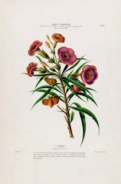 Flore d’Amérique, tecknad efter naturen på plats Pl.093 av Etienne Denisse