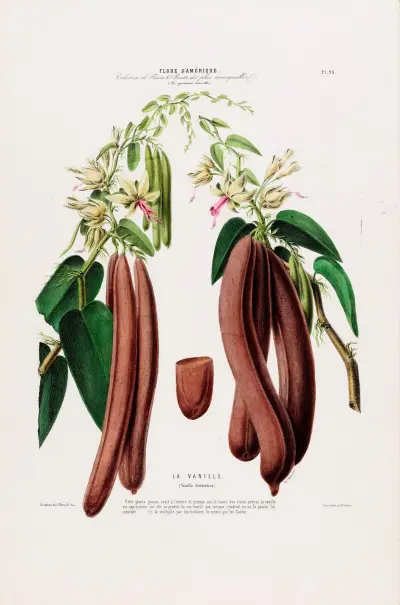 Flore d’Amérique, tecknad efter naturen på plats Pl.094 av Etienne Denisse