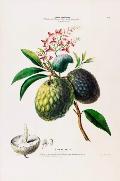 Flore d’Amérique, dessinée d’après nature sur les lieux Pl.098 av Etienne Denisse