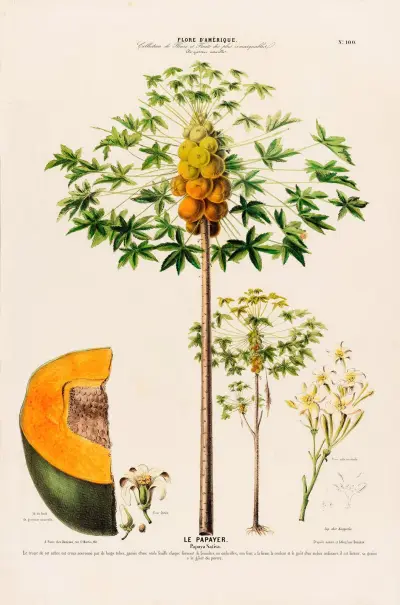 Flore d’Amérique, dessinée d’après nature sur les lieux Pl.100 av Etienne Denisse