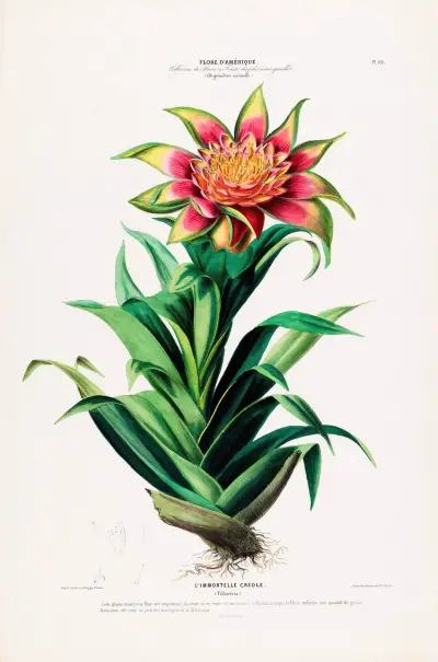 Flore d’Amérique, tecknad efter naturen på plats Pl.101 av Etienne Denisse