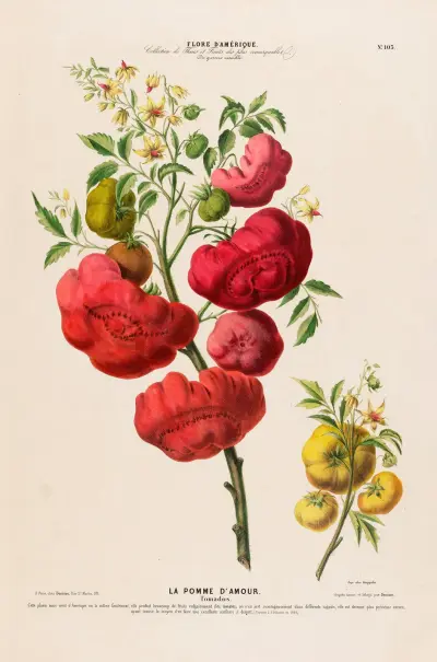Flore d’Amérique, dessinée d’après nature sur les lieux Pl.103 av Etienne Denisse