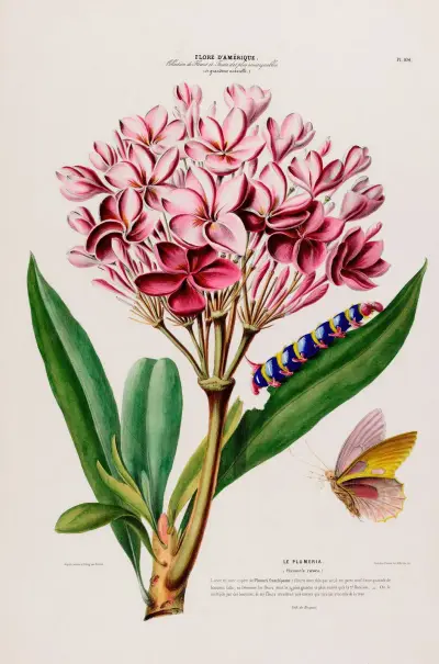 Flore d’Amérique, tecknad efter naturen på plats Pl.104 av Etienne Denisse