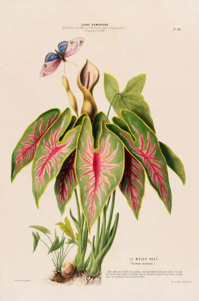 Flore d’Amérique, dessinée d’après nature sur les lieux Pl.108 av Etienne Denisse