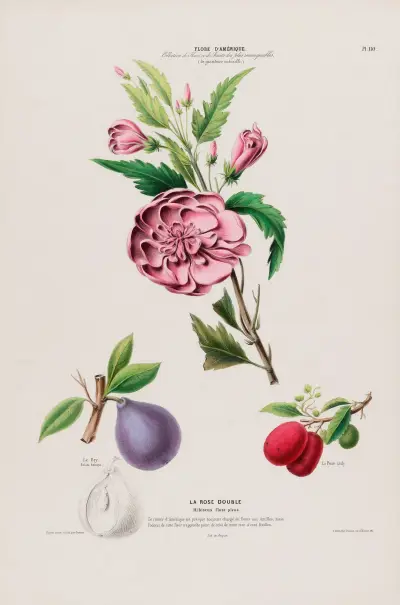Flora från Amerika, tecknad efter naturen på plats Pl.110 av Etienne Denisse