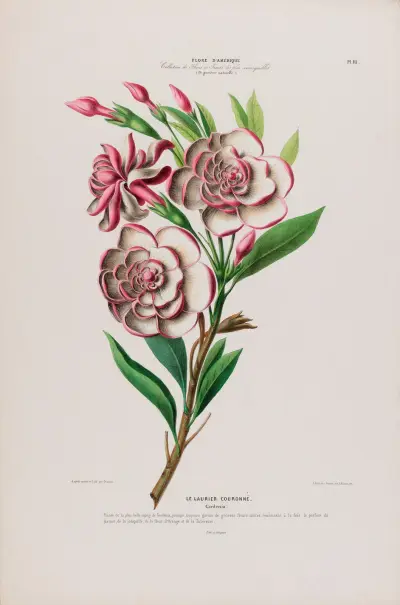Flore d’Amérique, tecknad efter naturen på plats, plansch 111 av Etienne Denisse