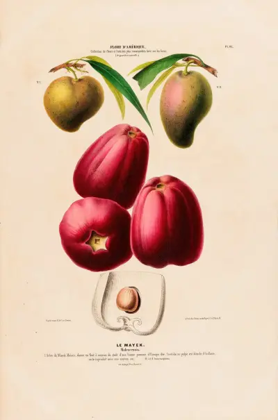 Flore d’Amérique, dessinée d’après nature sur les lieux Pl.113 av Etienne Denisse
