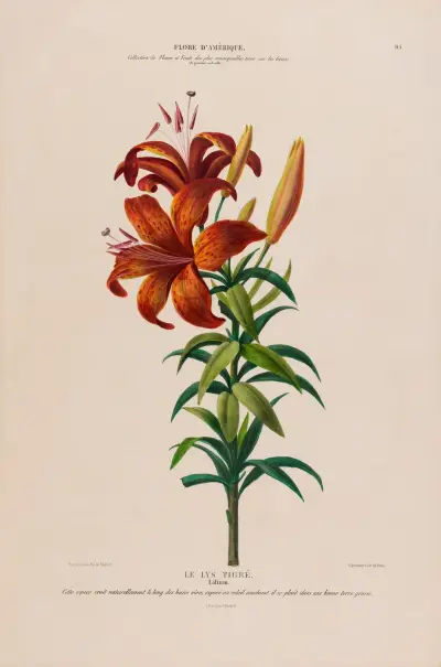 Flora från Amerika, tecknad efter naturen på plats Pl.115 av Etienne Denisse
