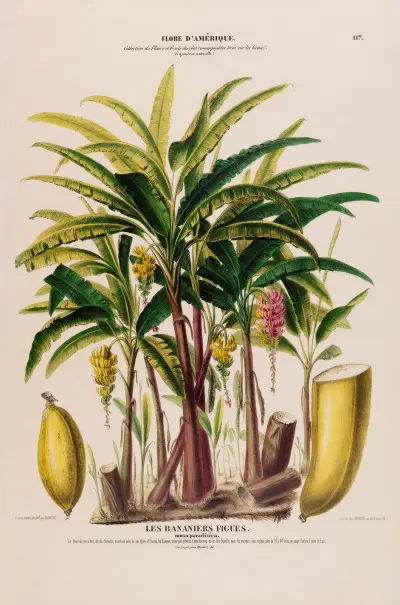 Flore d’Amérique, dessinée d’après nature sur les lieux Pl.117 av Etienne Denisse