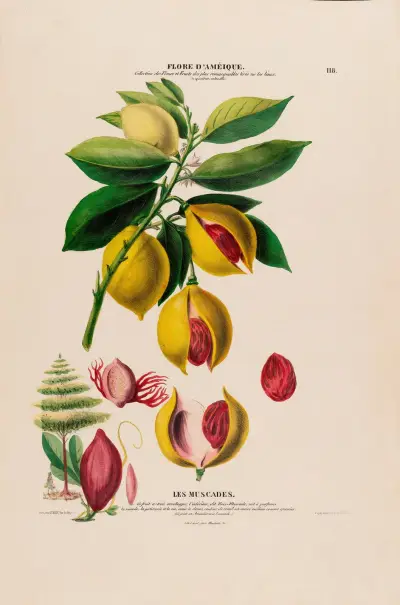 Flore d’Amérique, tecknad efter naturen på plats, plansch 118 av Etienne Denisse