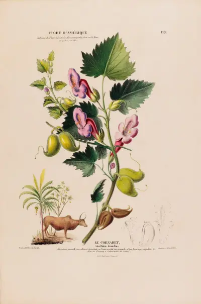 Flore d’Amérique, tecknad efter naturen på plats, pl. 119 av Etienne Denisse