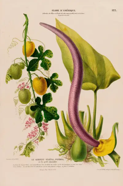 Flore d’Amérique, tecknad efter naturen på plats Pl.122 av Etienne Denisse