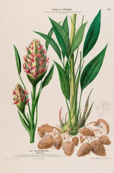 Flore d’Amérique, tecknad efter naturen på plats, plansch 125 av Etienne Denisse