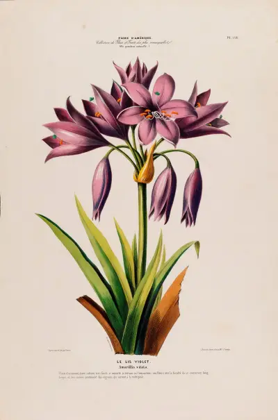 Flore d’Amérique, dessinée d’après nature sur les lieux Pl.126 av Etienne Denisse