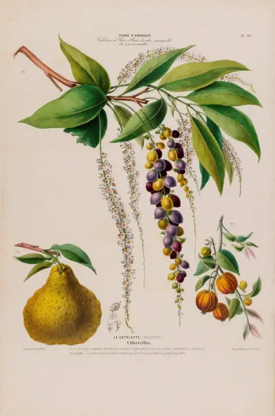 Flore d’Amérique, dessinée d’après nature sur les lieux Pl.127 av Etienne Denisse