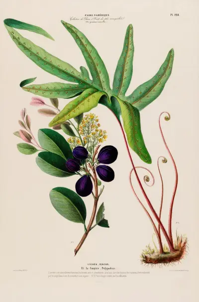 Flore d’Amérique, dessinée d’après nature sur les lieux Pl.128 av Etienne Denisse