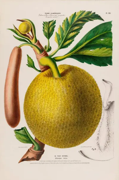 Flore d’Amérique, dessinée d’après nature sur les lieux Pl.129 av Etienne Denisse