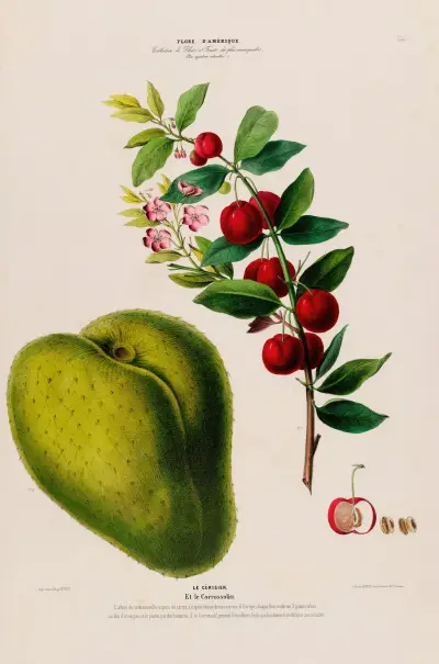 Flore d’Amérique, dessinée d’après nature sur les lieux Pl.131 av Etienne Denisse