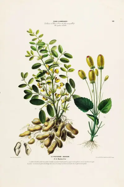 Flore d’Amérique, dessinée d’après nature sur les lieux Pl.132 av Etienne Denisse