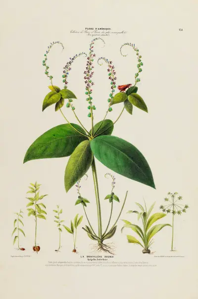 Flore d’Amérique, dessinée d’après nature sur les lieux Pl.134 av Etienne Denisse