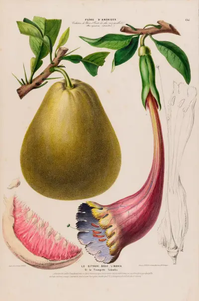 Flore d’Amérique, dessinée d’après nature sur les lieux Pl.135 av Etienne Denisse